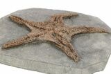 Exceptionally Preserved Fossil Starfish #213176-2